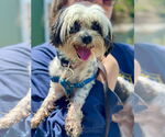 Small #3 Shih Tzu Mix