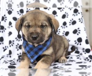 English Cream Golden Retriever-Mutt Mix Puppy for sale in SHILOH, OH, USA