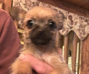 Chorkie Puppy for sale in LILLINGTON, NC, USA
