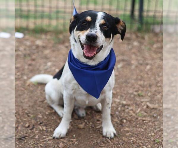 Medium Photo #1 Mutt Puppy For Sale in San Antonio, TX, USA