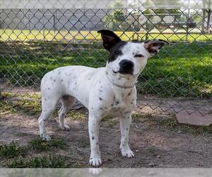 Labrador Retriever Dogs for adoption in Conroe, TX, USA