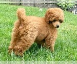Small Photo #10 Poodle (Miniature) Puppy For Sale in KEIZER, OR, USA