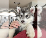 Small Photo #1 Siberian Husky Puppy For Sale in TRIMBLE, MO, USA