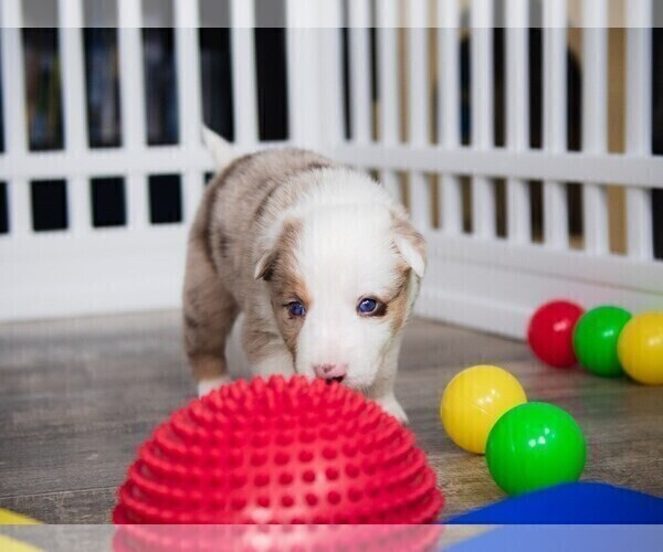 Medium Photo #12 Border Collie Puppy For Sale in STRAFFORD, MO, USA