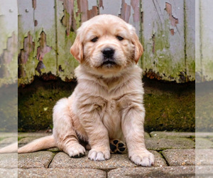 Golden Retriever Puppy for Sale in TEWKSBURY, Massachusetts USA