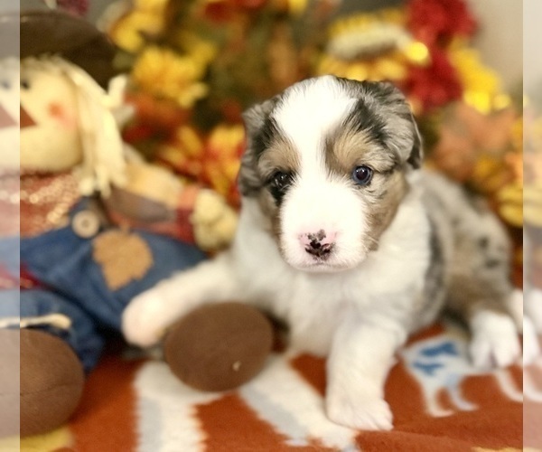Medium Photo #25 Miniature Australian Shepherd Puppy For Sale in ANTHONY, FL, USA