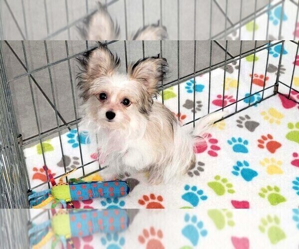 Medium Photo #7 Papitese Puppy For Sale in ORO VALLEY, AZ, USA