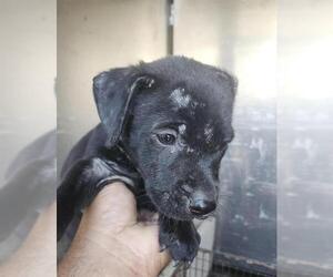 American Staffordshire Terrier-Unknown Mix Dogs for adoption in San Antonio, TX, USA