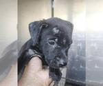 Small American Staffordshire Terrier Mix