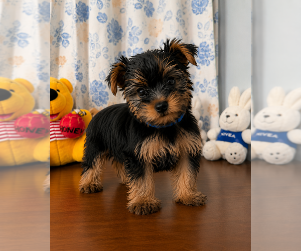 Medium Photo #6 Yorkshire Terrier Puppy For Sale in DURHAM, CT, USA