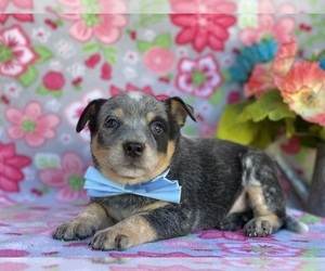 Australian Cattle Dog Puppy for sale in LANCASTER, PA, USA
