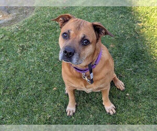 Medium Photo #1 Boxer-German Shepherd Dog Mix Puppy For Sale in San Clemente, CA, USA