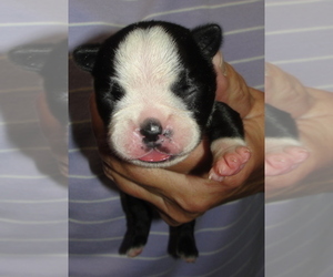 Boston Terrier Puppy for sale in CRKD RVR RNCH, OR, USA