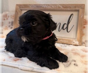 Shih Tzu-Shorkie Tzu Mix Puppy for sale in ELIZABETH, CO, USA