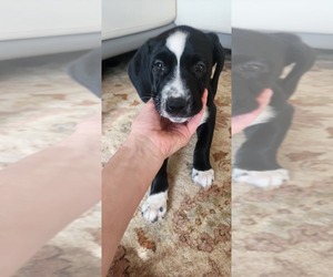 Catahoula Leopard Dog-Dalmatian Mix Puppy for sale in FORT MYERS, FL, USA