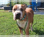 Small #1 American Pit Bull Terrier-Chinese Shar-Pei Mix