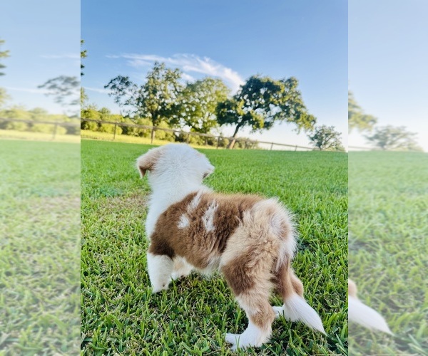Medium Photo #3 Miniature Australian Shepherd Puppy For Sale in BELLVILLE, TX, USA
