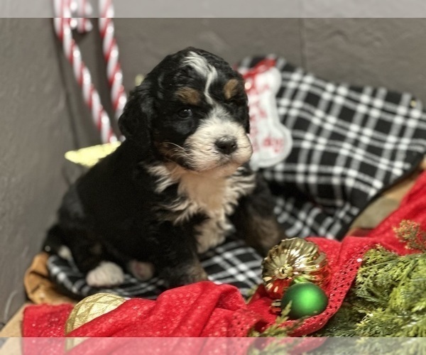 Medium Photo #7 Bernedoodle Puppy For Sale in ATHENS, WI, USA