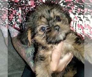 Shorkie Tzu-Yorkshire Terrier Mix Puppy for sale in GREER, SC, USA