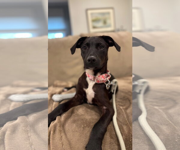 Medium Photo #3 Mutt Puppy For Sale in Cliffwood, NJ, USA