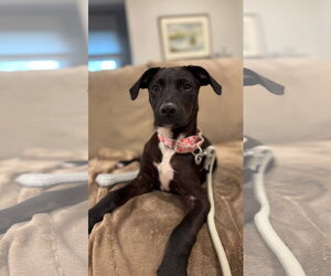 Stella - Female Mutt Dog for Adoption - Photo #3