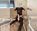 Small Photo #3 Mutt Puppy For Sale in Cliffwood, NJ, USA