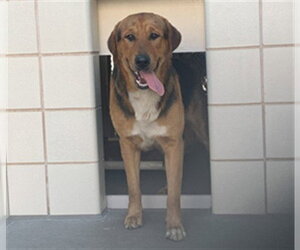 Shepradors Dogs for adoption in Corpus Christi, TX, USA