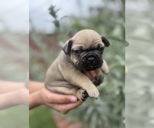 French Bulldog Puppy for sale in OJAI, CA, USA