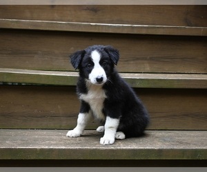 Border Collie Puppy for sale in WARSAW, OH, USA