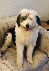 Mother of the Sheepadoodle puppies born on 03/01/2019