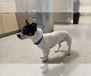 Mutt Dogs for adoption in Riverside, CA, USA