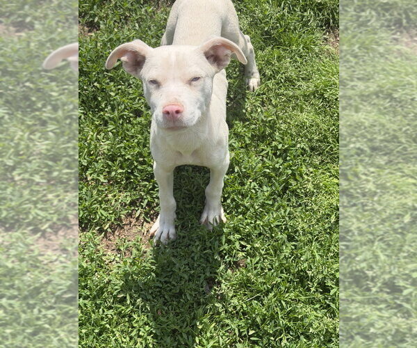 Medium Photo #2 Siberian Husky-Unknown Mix Puppy For Sale in Springdale, PA, USA