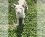 Small #1 Siberian Husky Mix