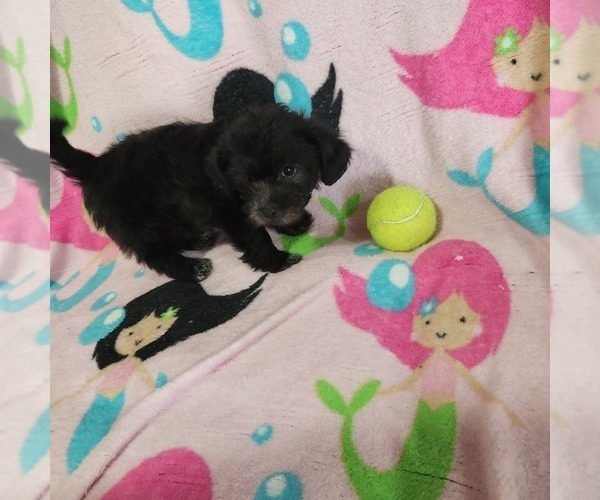 Medium Photo #1 Shorkie Tzu-Zuchon Mix Puppy For Sale in COWARD, SC, USA