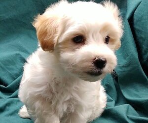 Havachon Puppy for sale in WINSTON SALEM, NC, USA