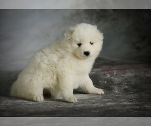 Samoyed Puppy for sale in BONDUEL, WI, USA