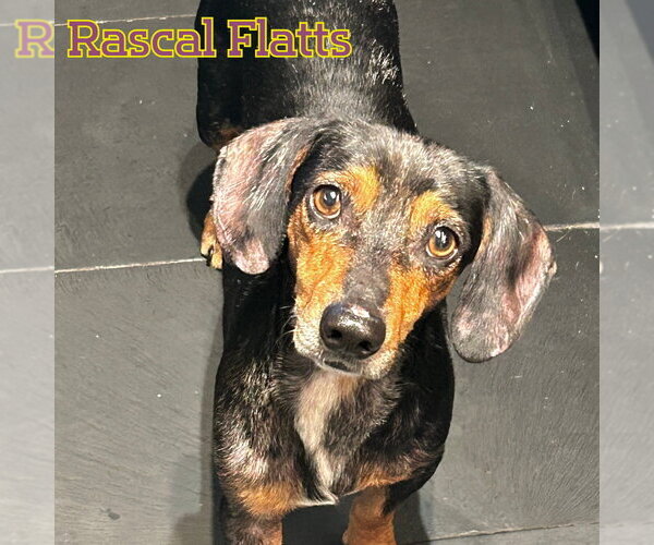 Medium Photo #15 Dachshund Puppy For Sale in San Antonio, TX, USA