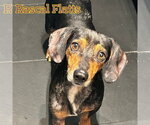 Small #14 Dachshund