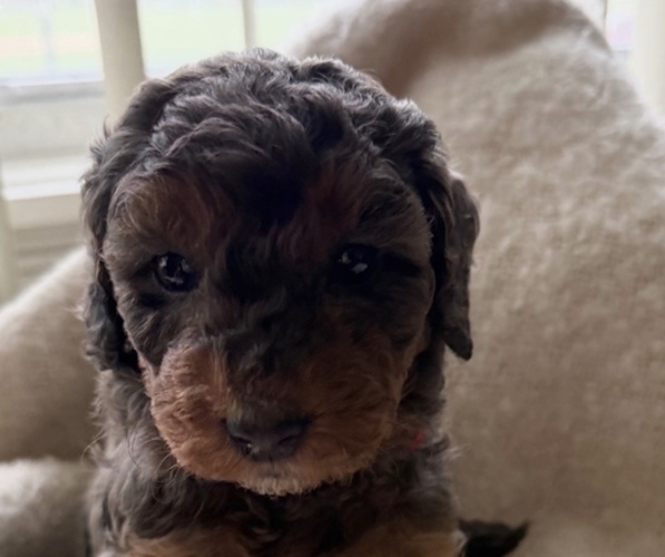 Medium Photo #1 Goldendoodle (Miniature) Puppy For Sale in OAK LAWN, IL, USA