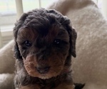Puppy Puppy 3 Goldendoodle (Miniature)