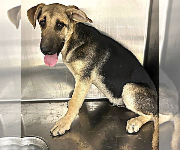 Medium Photo #4 German Shepherd Dog Puppy For Sale in Fallbrook, CA, USA