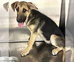 Small #3 German Shepherd Dog