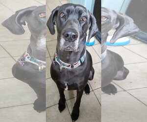 Great Dane Dogs for adoption in Newfoundland, PA, USA