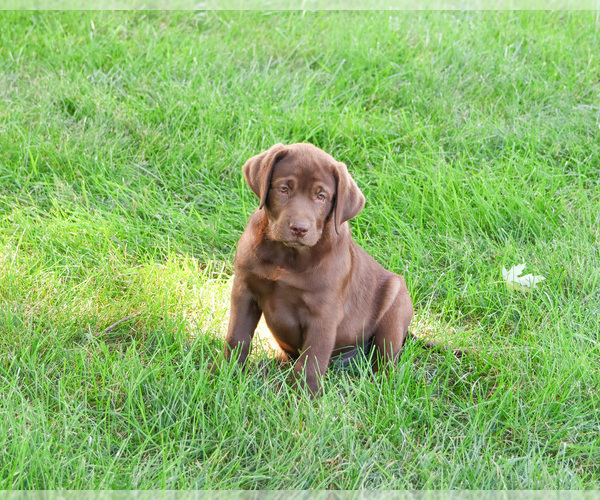Medium Photo #4 Labrador Retriever Puppy For Sale in SYRACUSE, IN, USA