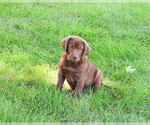Small #3 Labrador Retriever