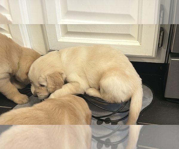 Medium Photo #3 Golden Retriever Puppy For Sale in PANA, IL, USA