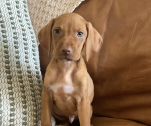 Vizsla Puppy for Sale in FITZGERALD, Georgia USA