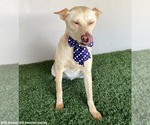 Small #2 Carolina Dog Mix