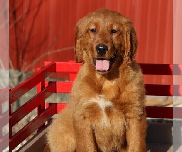 Medium Photo #3 Golden Irish Puppy For Sale in JONES, MI, USA