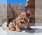 Small #3 French Bulldog